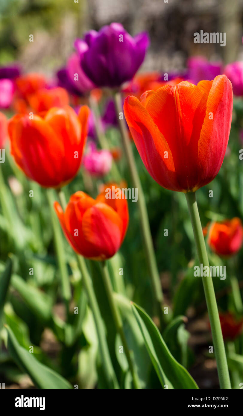Un groupe de tulipes aux couleurs vives s'épanouissent dans un jardin. Banque D'Images