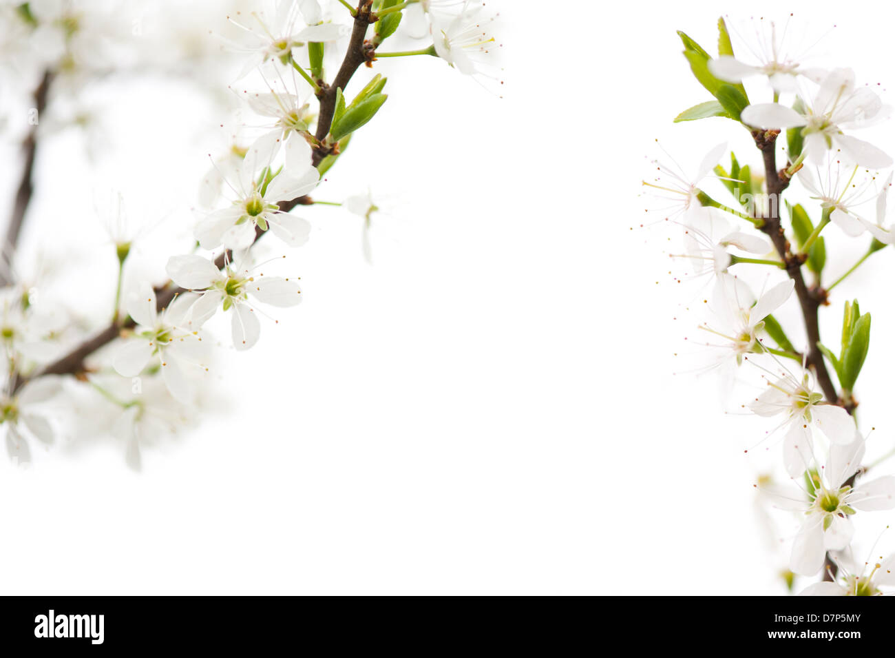 Cerasus ou cerisier fleurs blanches lumineuses Banque D'Images