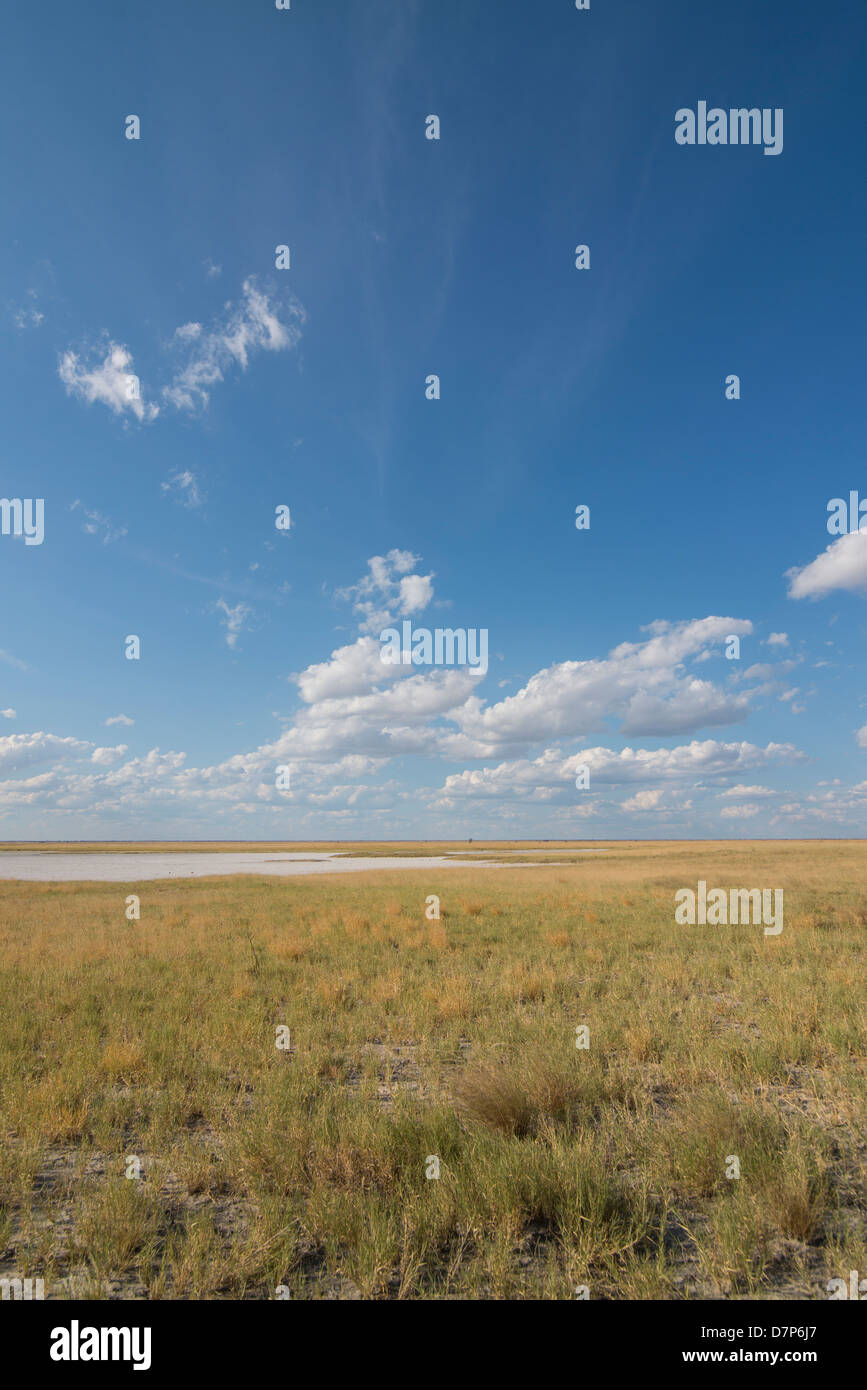 Wide Open semi aride et désertique du Kalahari, au Botswana. Un marais salant est visible en arrière-plan. Un ciel bleu parsemé de nuages. Banque D'Images
