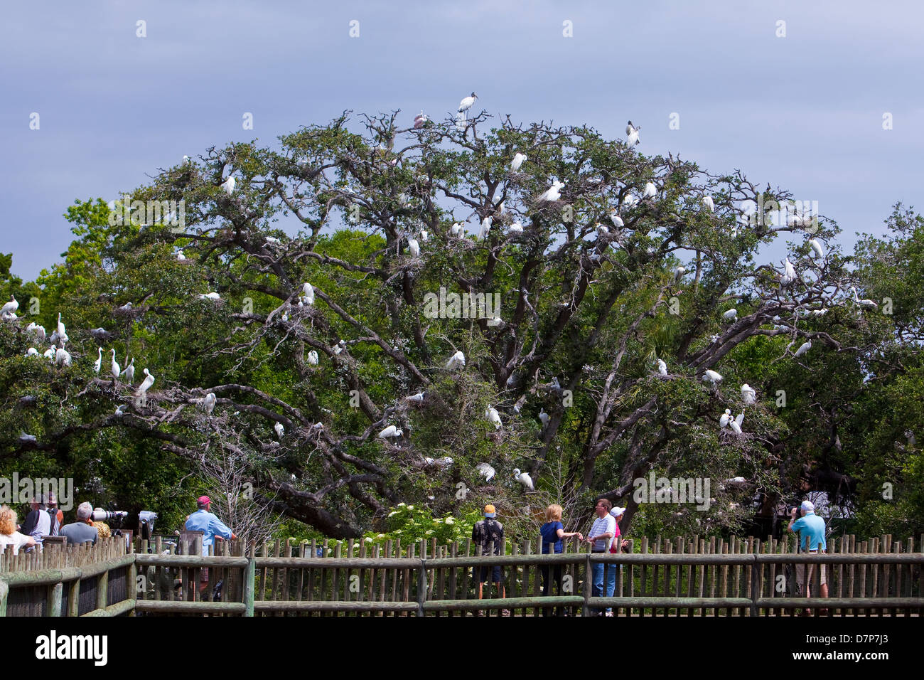 Des dizaines d'oiseaux sont observés sur un arbre dans le Parc Zoologique Alligator Farm Bird rookery à Saint Augustine, Floride Banque D'Images Des dizaines d'oiseaux sont observés sur un arbre dans le Parc Zoologique Alligator Farm Bird rookery à Saint Augustine, Floride Banque D'Images
