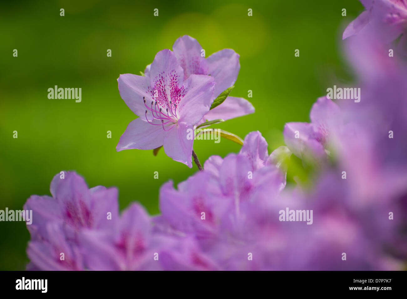 Fleur Rhododendron Bush avec un Bloom Isolated Banque D'Images