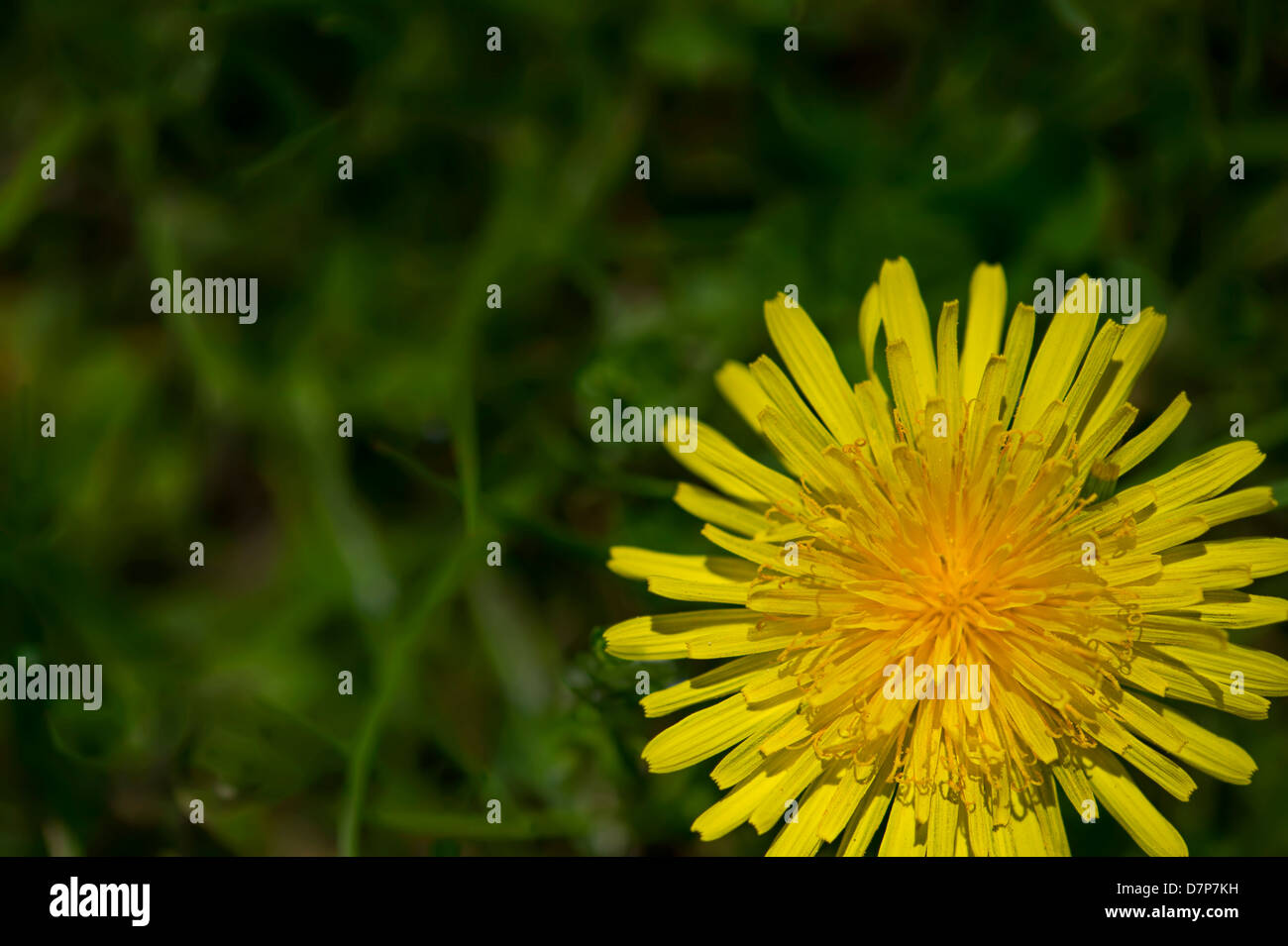 Pissenlit fleur jaune Banque D'Images