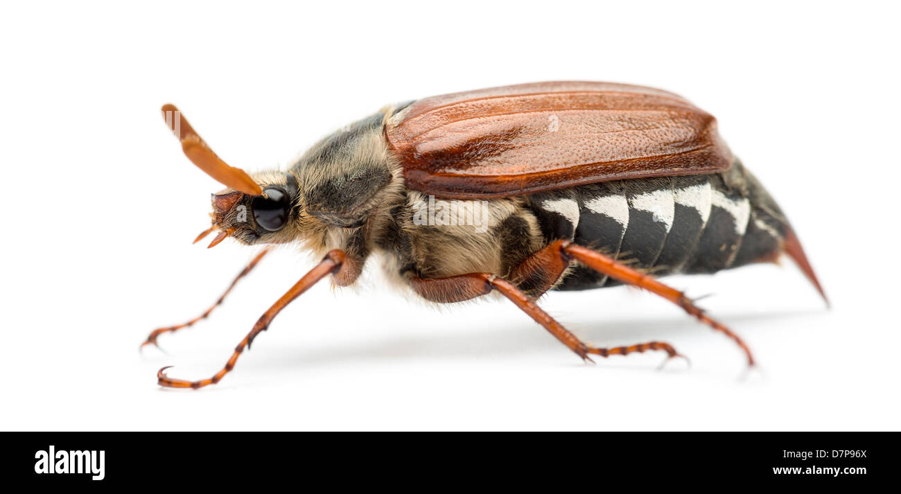 Catégorie : hommes, Melolontha melolontha, connu sous le nom de bug, peut-être Mitchamador, Billy sorcière ou Spang beetle, against white background Banque D'Images