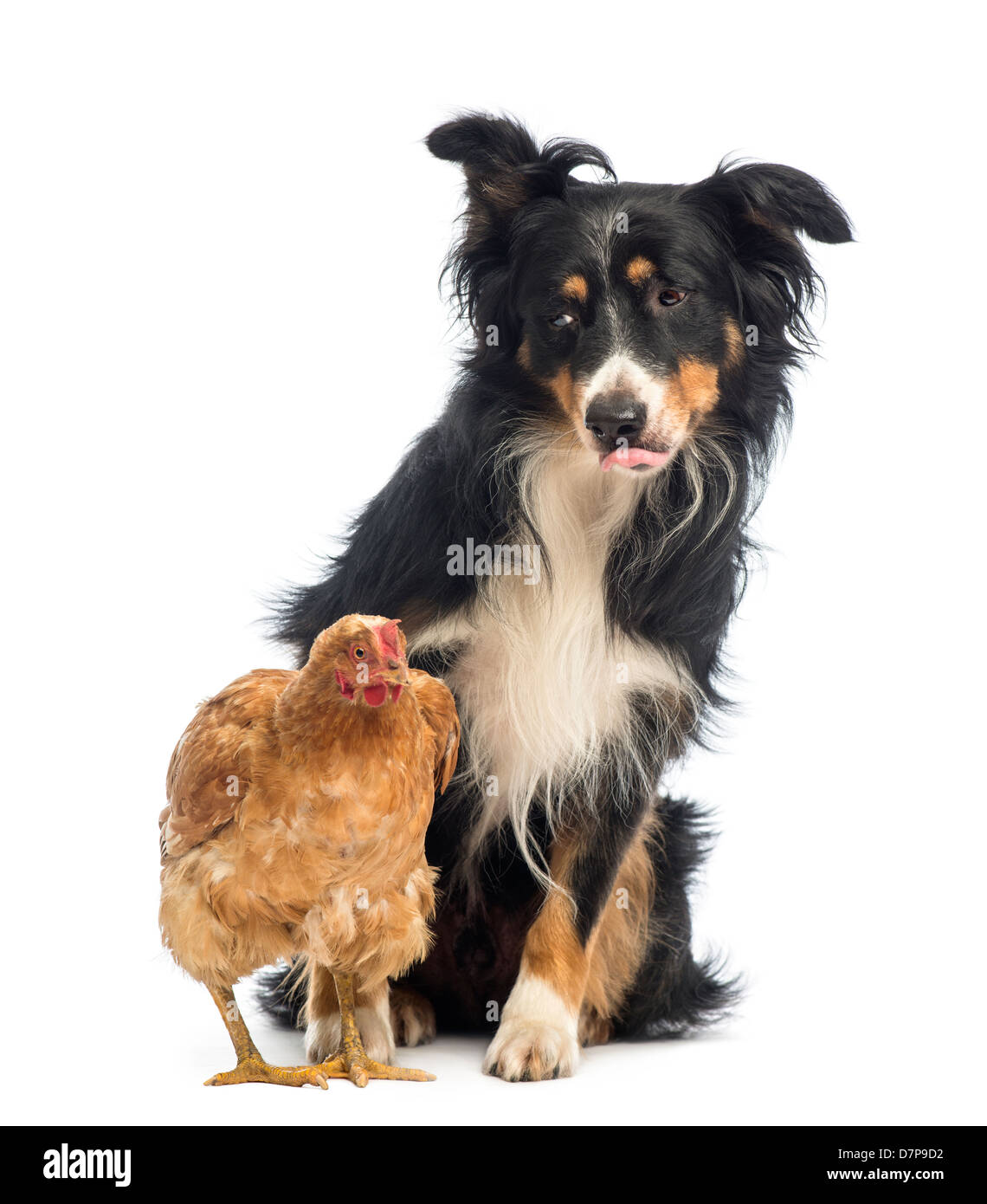 Border Collie, 8,5 ans, regarder hen in front of white background Banque D'Images