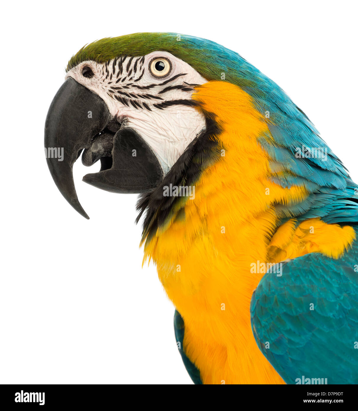 Close-up of blue-and-Yellow Macaw, Ara ararauna, 30 ans, devant un fond blanc Banque D'Images Close-up of blue-and-Yellow Macaw, Ara ararauna, 30 ans, devant un fond blanc Banque D'Images