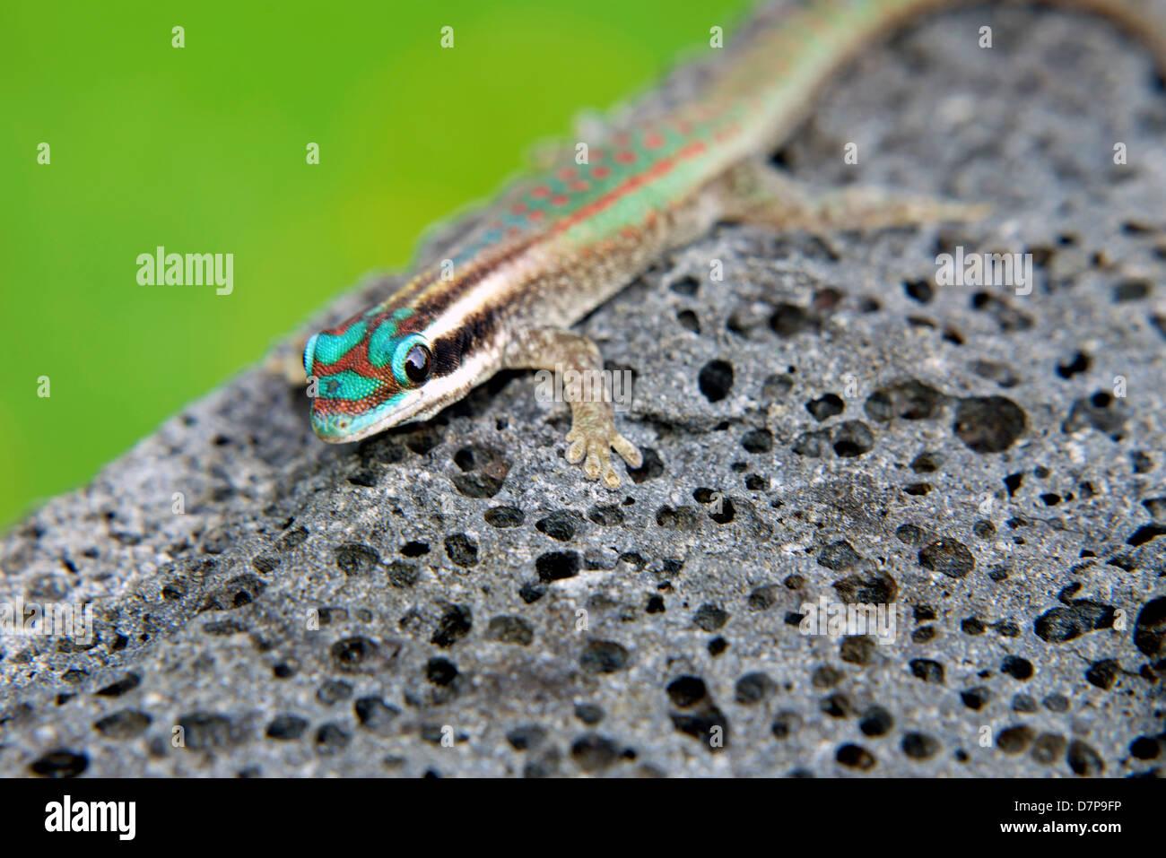 Une journée colorée, gecko lézard coloré Banque D'Images