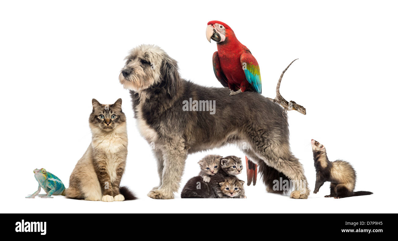 Groupe Danimaux Domestiques Et Animaux Sauvages Contre Fond