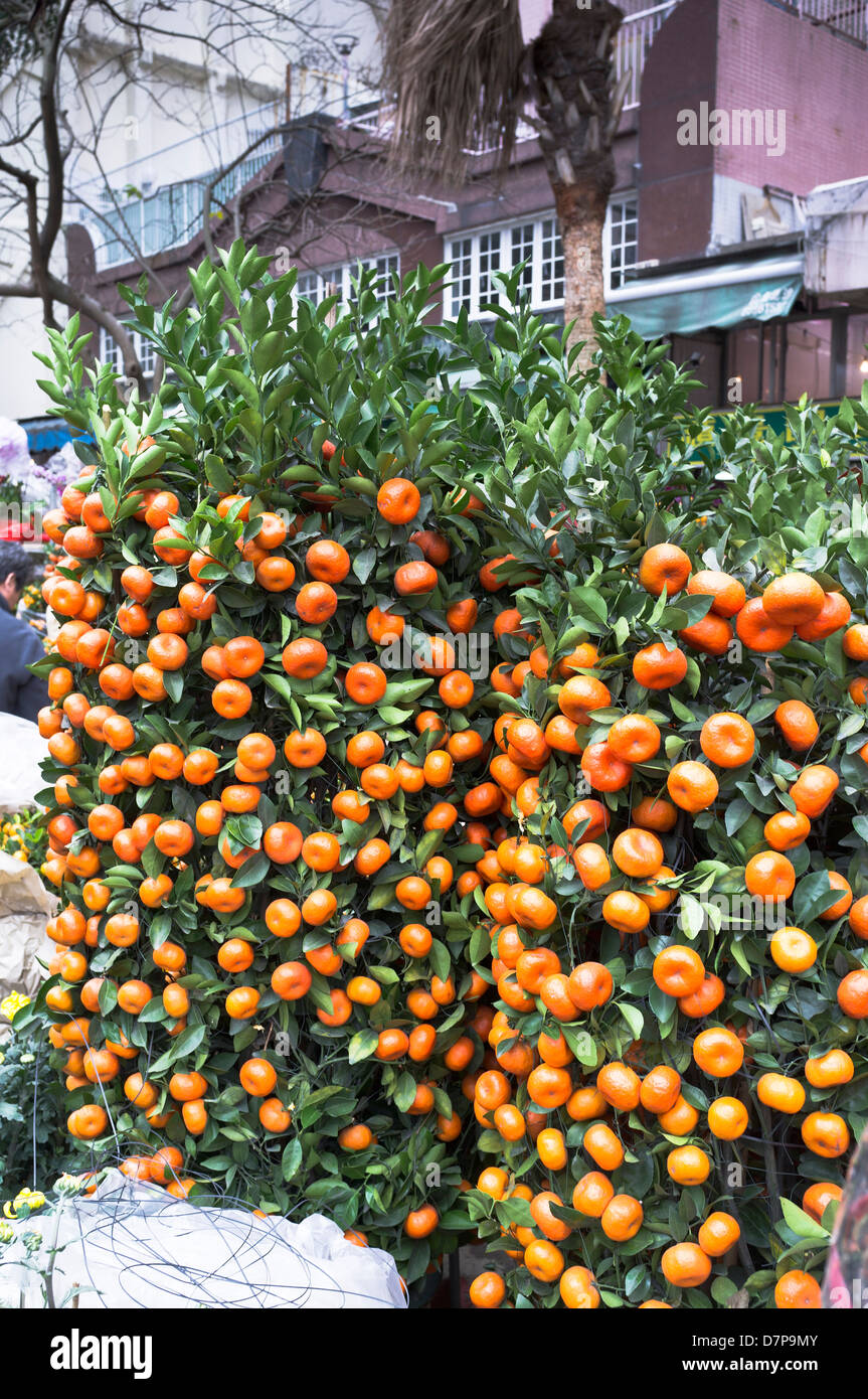 dh Flower Market MONG KOK HONG KONG Chinois nouvel an minature arbres marché stand afficher petit arbre orange fruit Banque D'Images