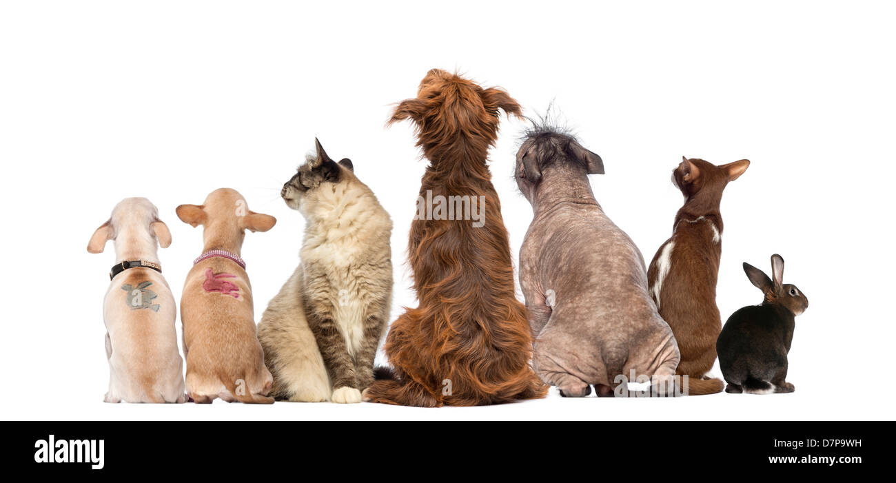 Vue arrière d'un groupe d'animaux de compagnie, chiens, chats, lapin, assis à l'arrière-plan blanc Banque D'Images