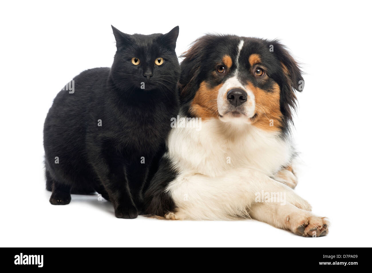 Chat Noir Debout A Cote De Berger Australien Lying In Front Of White Background Photo Stock Alamy