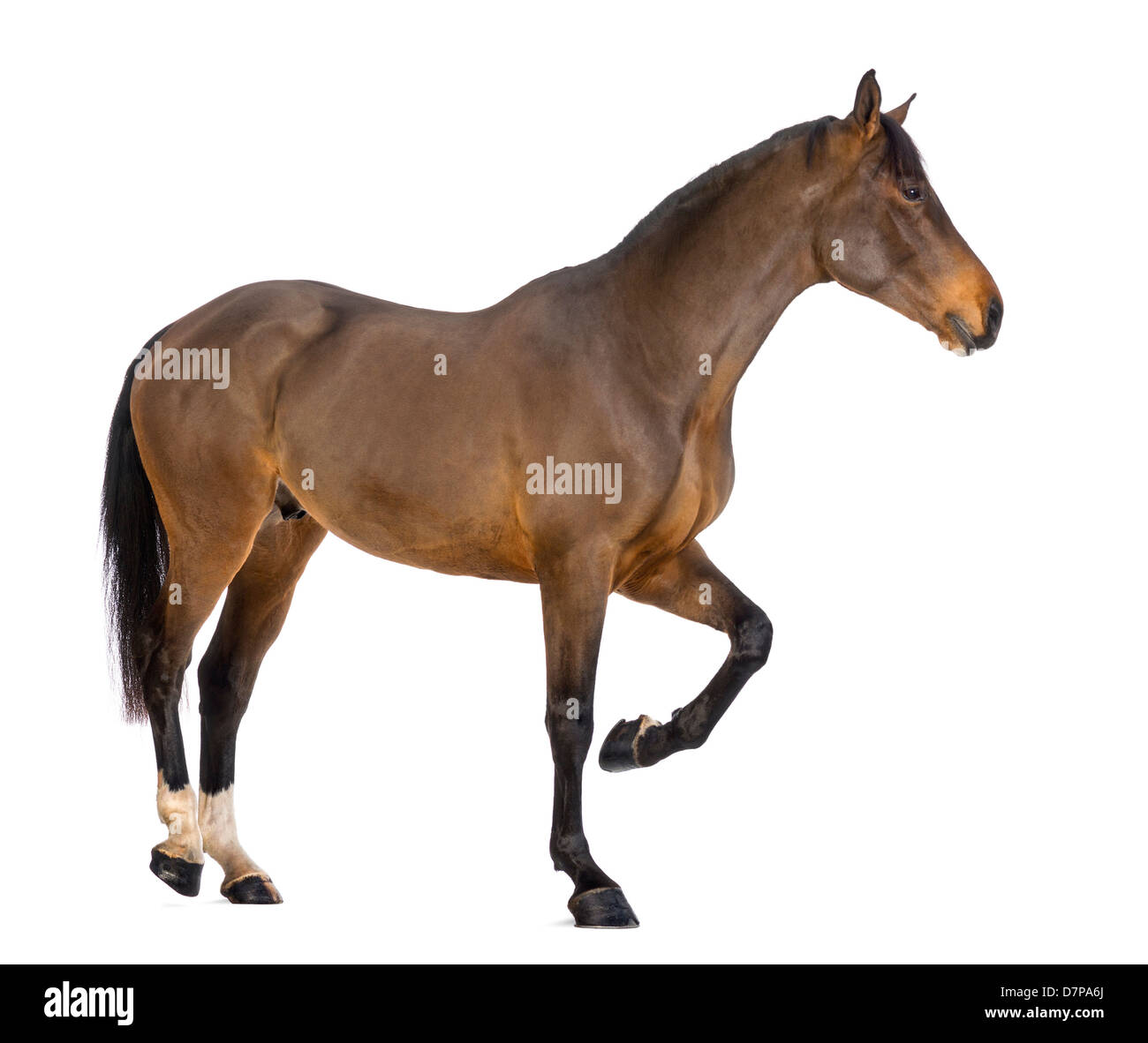 Vue latérale d'un mâle, Warmblood belge de 3 ans, stepping against white background Banque D'Images