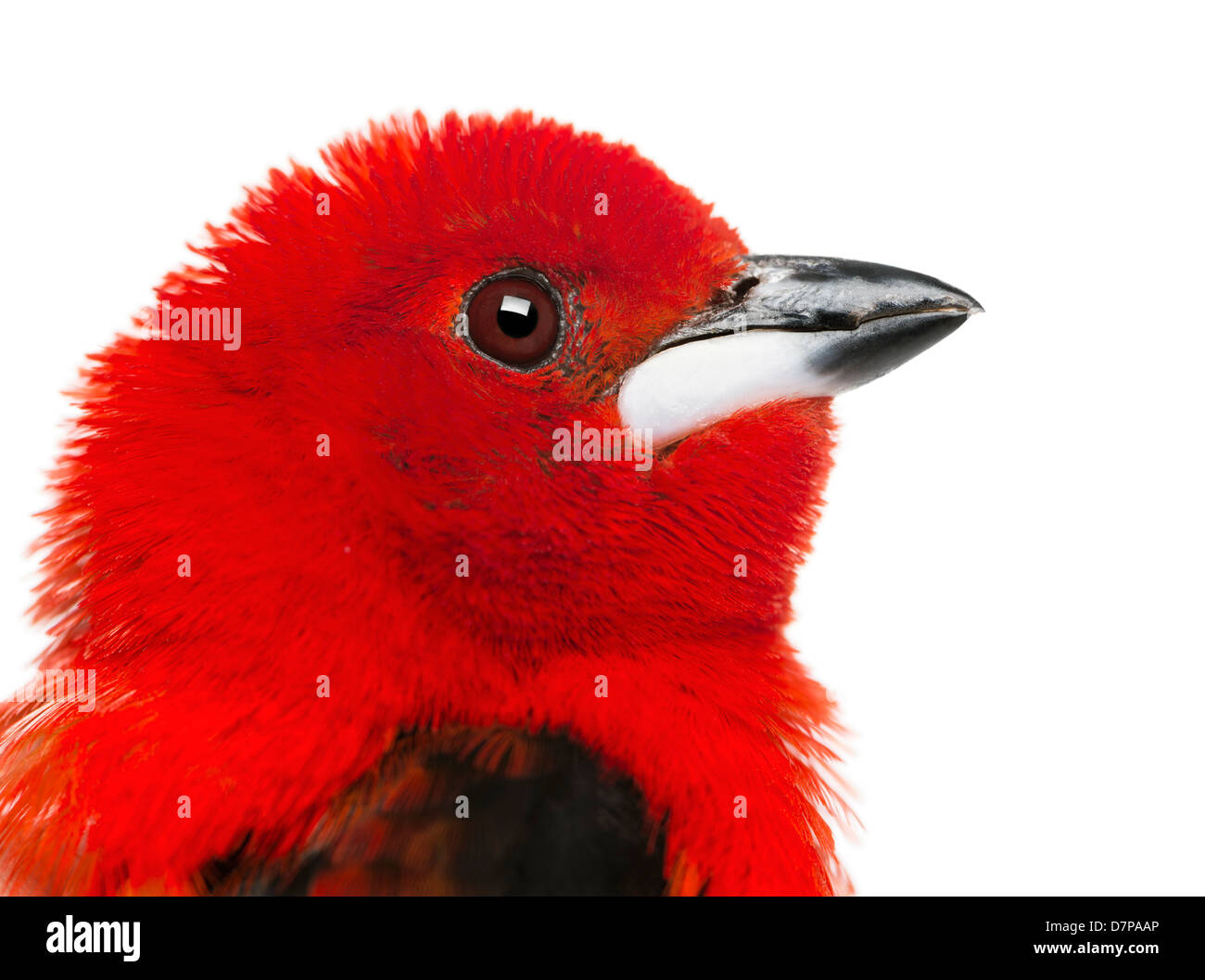 Close-up of a Brazilian Tanager , Ramphocelus bresilius, devant un fond blanc Banque D'Images