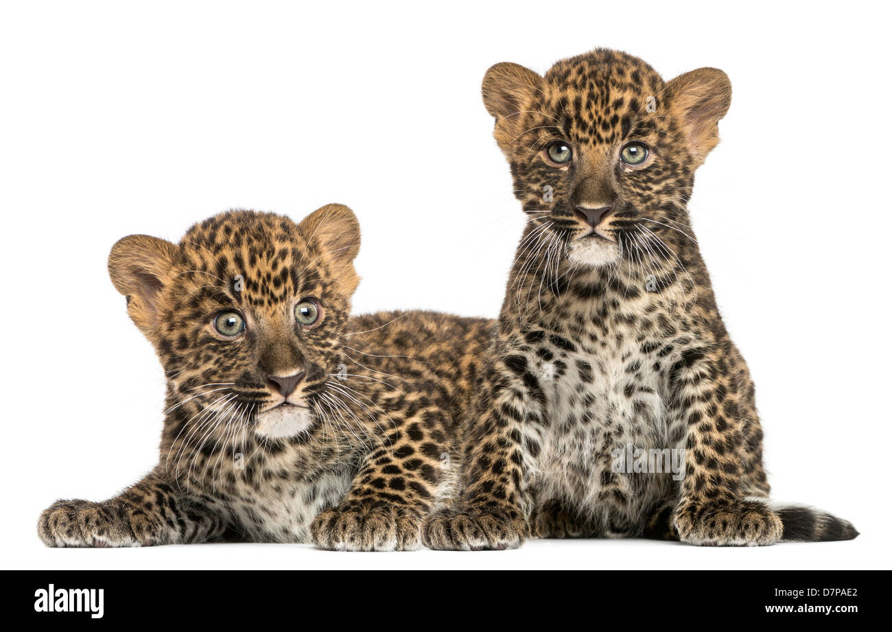 Spotted Leopard cub, Panthera pardus, allongé et assis, 7 semaines, contre fond blanc Banque D'Images