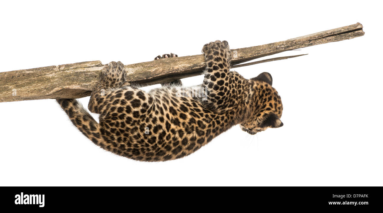 Spotted Leopard cub suspendu à une branche, 7 semaines, contre fond blanc Banque D'Images