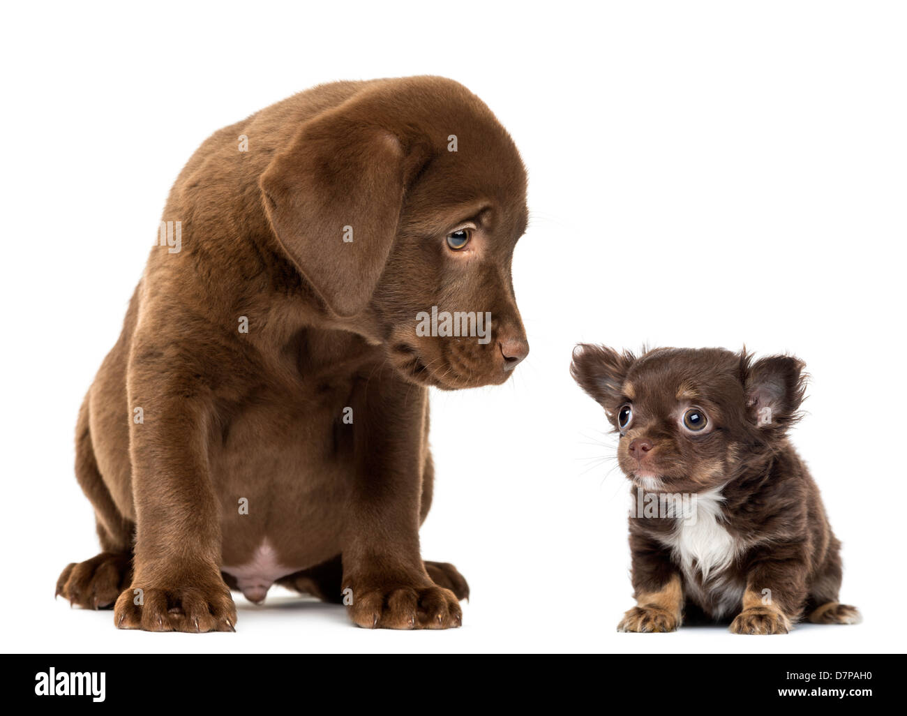 Labrador Retriever Puppy, 2 mois, s'asseoir et regarder un chiot Chihuahua contre fond blanc Banque D'Images Labrador Retriever Puppy, 2 mois, s'asseoir et regarder un chiot Chihuahua contre fond blanc Banque D'Images