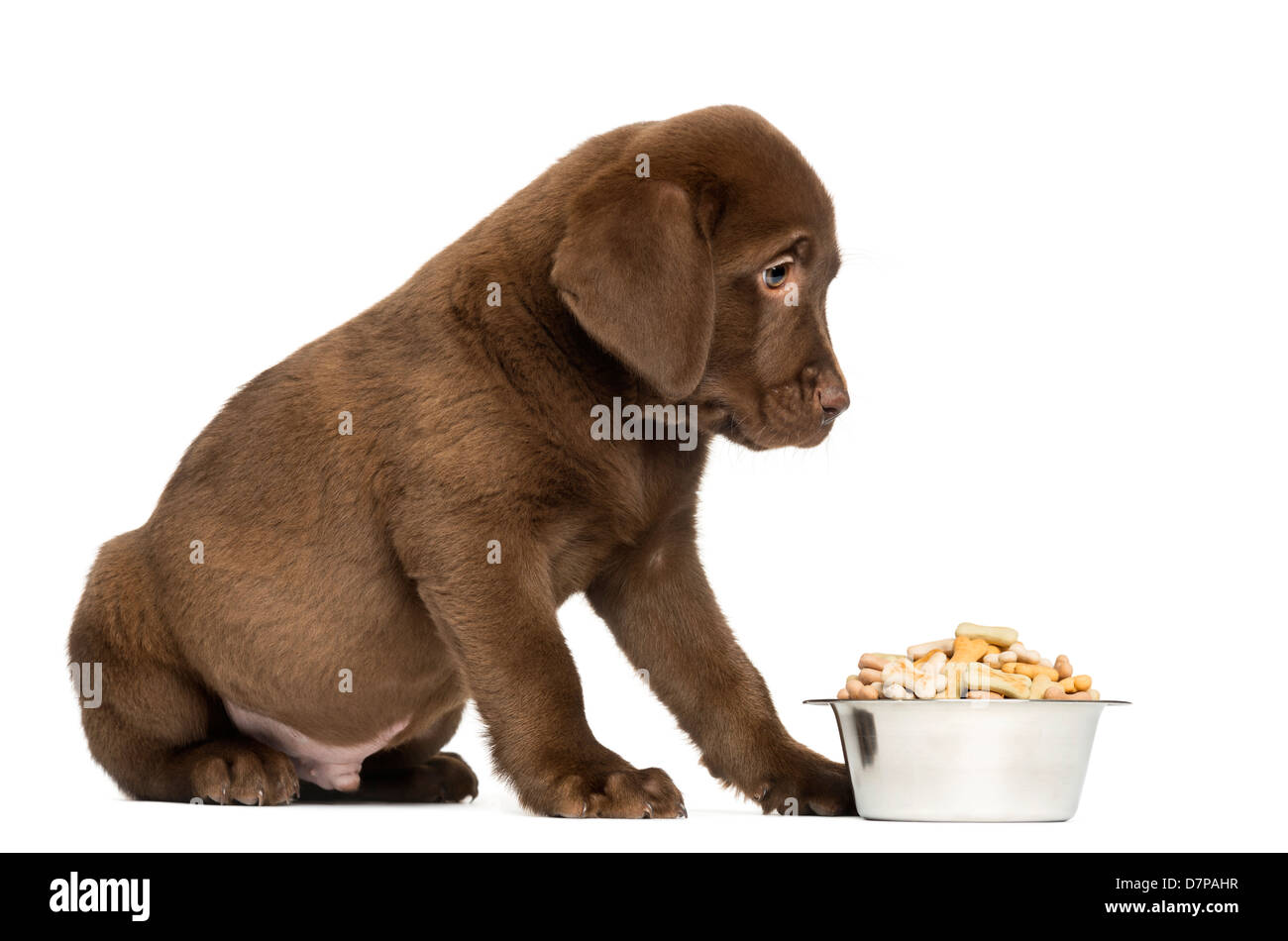 Labrador Retriever Puppy sitting avec plein bol de chien, l'âge de 2 mois, contre fond blanc Banque D'Images Labrador Retriever Puppy sitting avec plein bol de chien, l'âge de 2 mois, contre fond blanc Banque D'Images