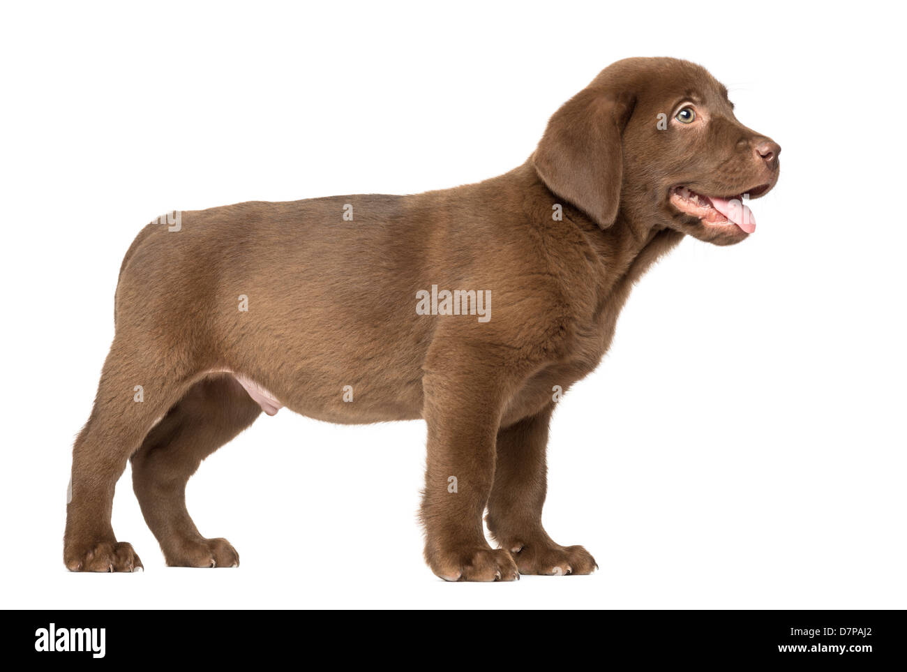 Labrador Retriever Puppy, 2 mois, standing against white background Banque D'Images