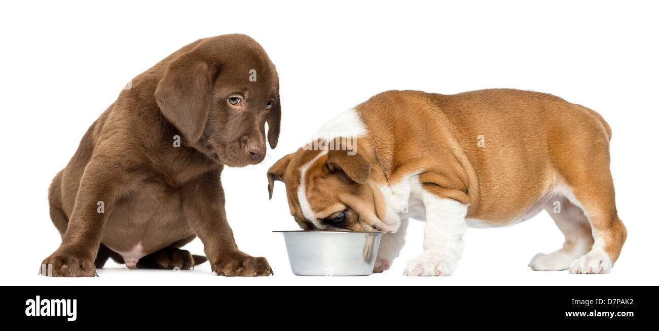 Chiot Bouledogue anglais à partir de l'alimentation chien bol, comme Labrador Retriever chiot watches against white background Banque D'Images Chiot Bouledogue anglais à partir de l'alimentation chien bol, comme Labrador Retriever chiot watches against white background Banque D'Images