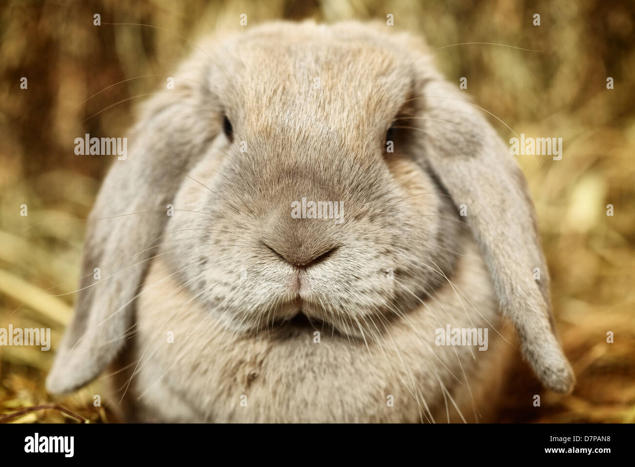 Gray lop-earred sur lapin fenil, Close up Banque D'Images