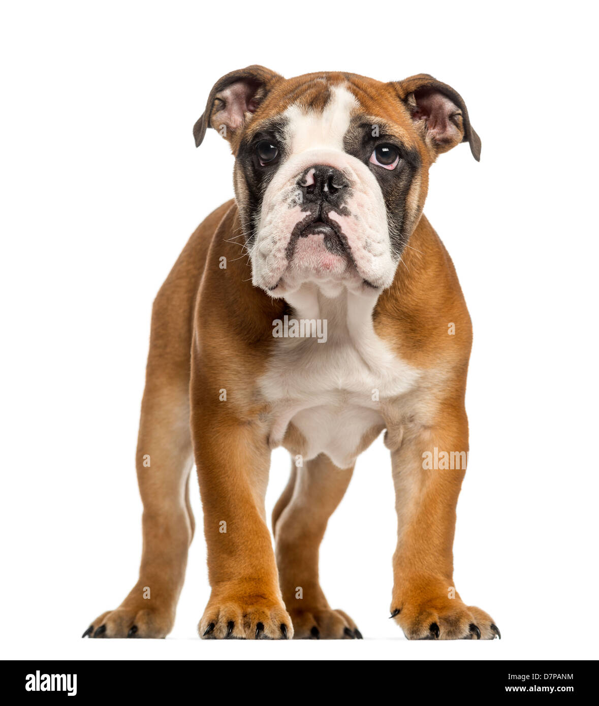Chiot bouledogue anglais, 3,5 mois, standing against white background Banque D'Images
