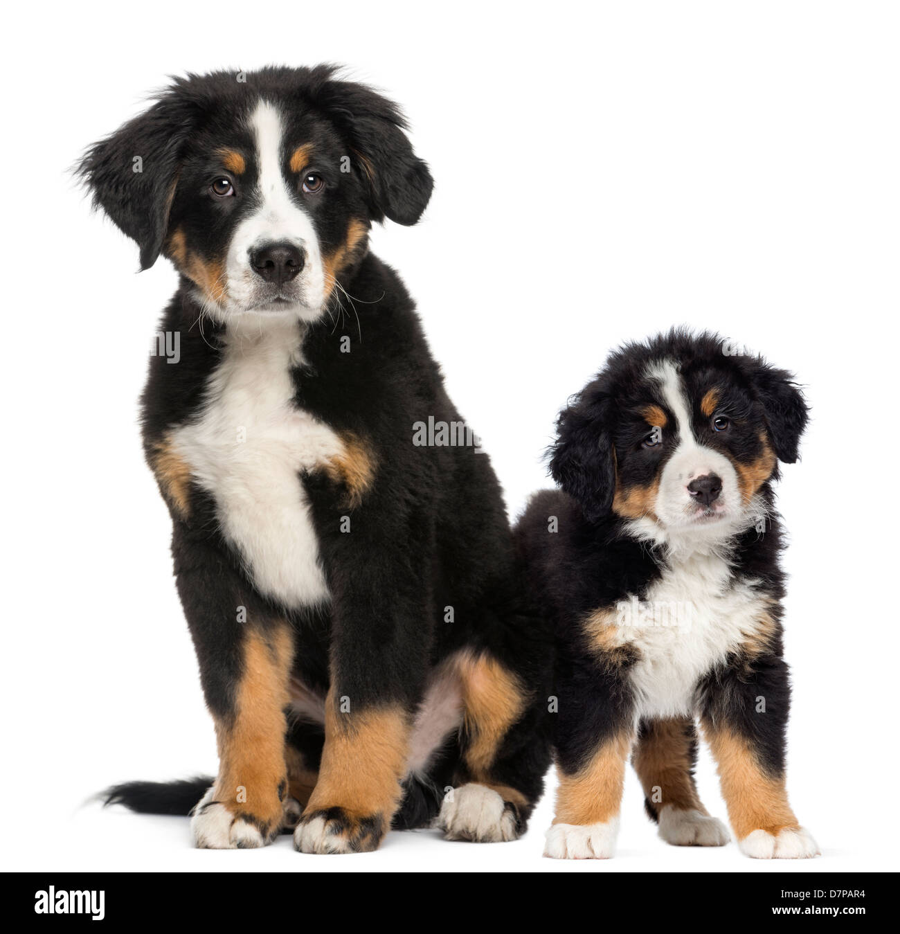 Deux Jeunes Bouvier Bernois 3 5 Mois Et Plus Jeune Chiot Against White Background Photo Stock Alamy Deux Jeunes Bouvier Bernois 3 5 Mois Et Plus Jeune Chiot Against White Background Photo Stock Alamy
