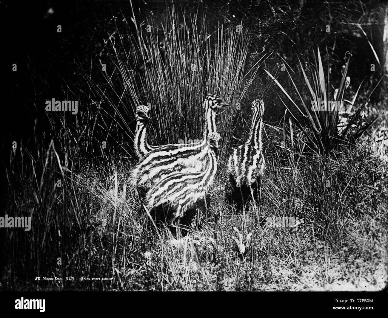 Cette photographie en noir et blanc montre de jeunes émeus (Dromaius novaehollandiae) de Nouvelle-Galles du Sud, capturés dans un environnement naturel. Les émeus, originaires d'Australie, sont de grands oiseaux sans vol connus pour leur apparence et leur comportement distinctifs. L'image montre les oiseaux dans les prairies, soulignant leur plumage rayé distinctif. Banque D'Images