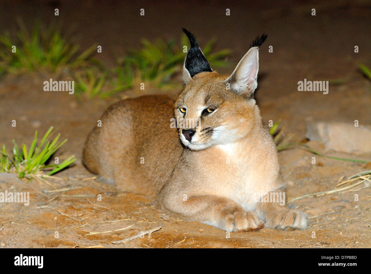 Caracal Caracal caracal,, Banque D'Images