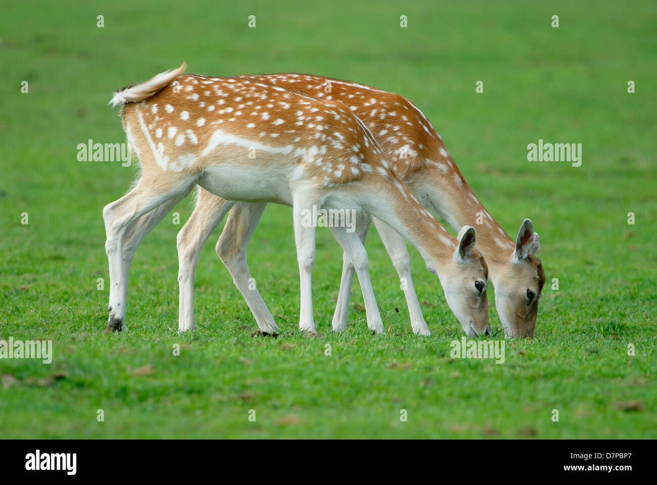 , Daims Dama dama, Couple de femelles Banque D'Images