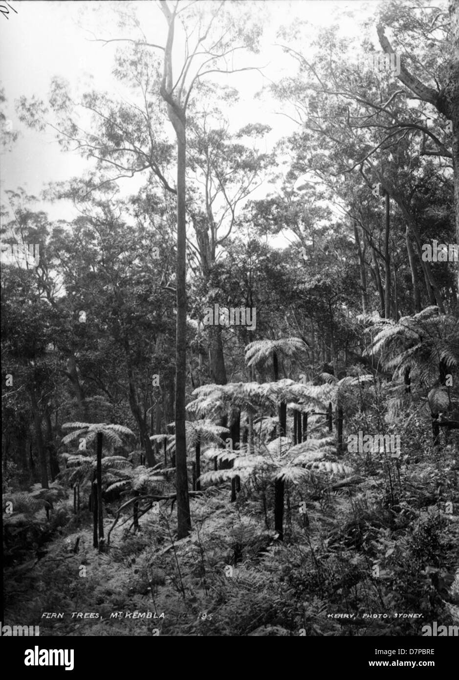 Cette photographie en noir et blanc de fougères sur le mont Kembla capture l'atmosphère sombre de la montagne boisée. L'image reflète le paysage serein mais spectaculaire qui entoure Sydney, en Australie. Banque D'Images
