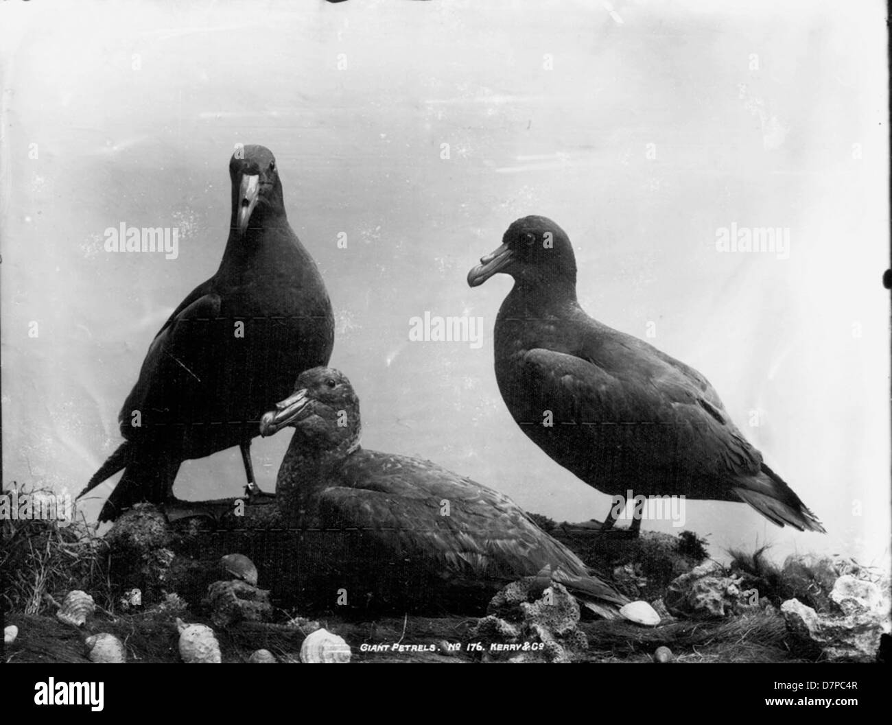 Pétrels géants Banque D'Images