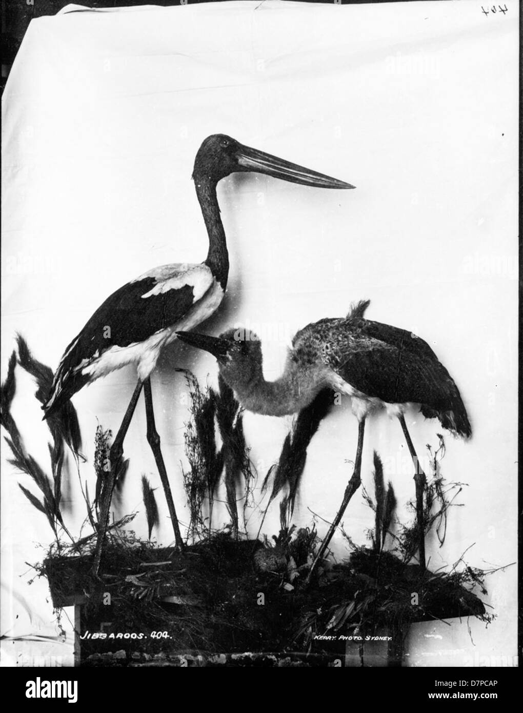 Cette image représente un Jabiru en peluche, Ephippiorhynchus asiaticus, qui fait partie de la collection du Powerhouse Museum. Connu pour sa grande taille et son plumage noir et blanc saisissant, le Jabiru est un échassier important que l'on trouve dans certaines parties de l'Asie. Banque D'Images