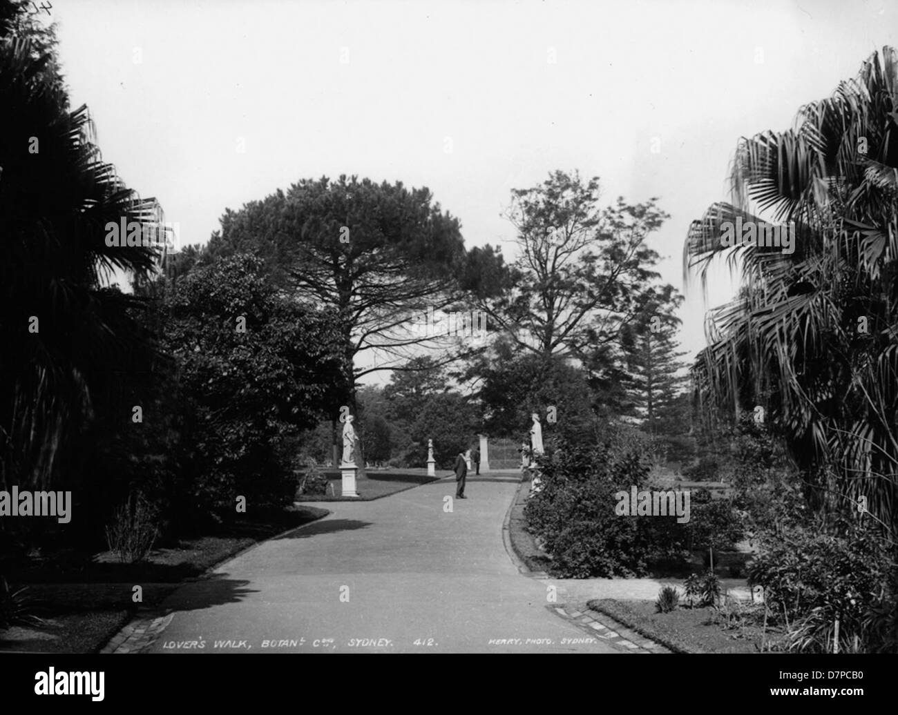 Lover's Walk au Jardin botanique de Sydney, un chemin bordé de palmiers tropicaux, en photographie noir et blanc. Banque D'Images