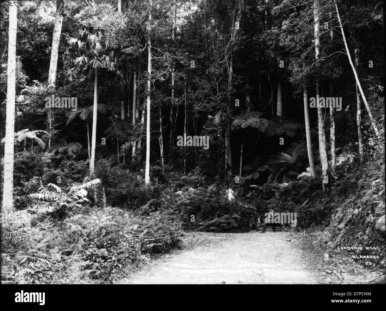 Cette photographie en noir et blanc montre cordeaux Road à Illawarra, en Australie, avec une vue panoramique sur le chemin bordé d'arbres. L'image capture l'essence du paysage australien au milieu du XXe siècle. Banque D'Images