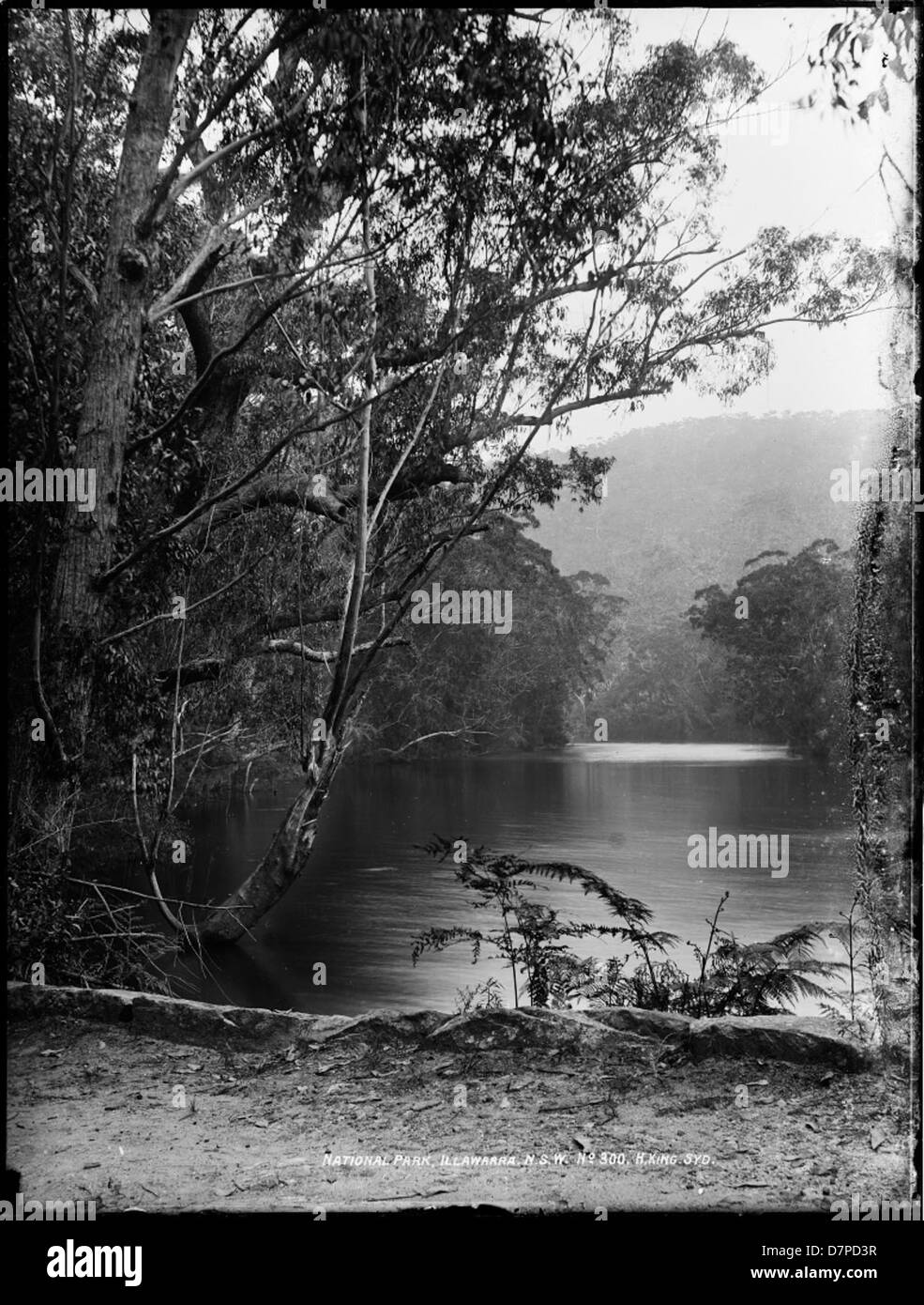 Une photographie du parc national d'Illawarra en Nouvelle-Galles du Sud, en Australie, mettant en valeur les fougères luxuriantes, le feuillage et le paysage de la région. L'image illustre la richesse naturelle et la diversité de l'écosystème du parc. Banque D'Images