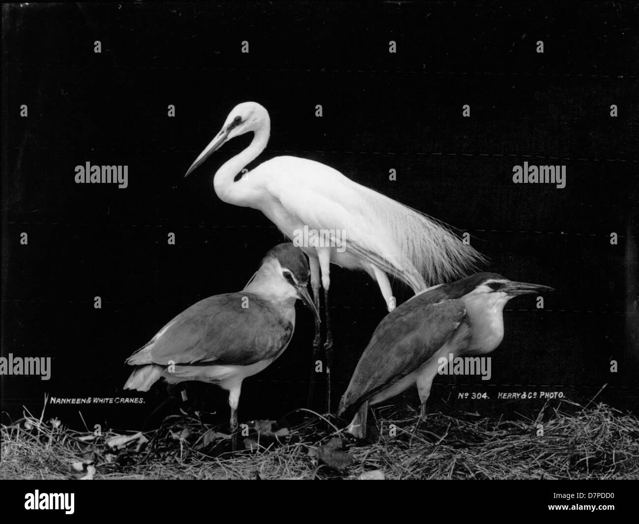 Cette image montre des poussins de héron de nuit nankeen (Nycticorax caledonicus) dans leur habitat naturel, capturés au Powerhouse Museum. La photographie met en valeur les étapes délicates de la croissance de ces oiseaux d’eau, en mettant l’accent sur leurs becs et plumages distincts. Banque D'Images
