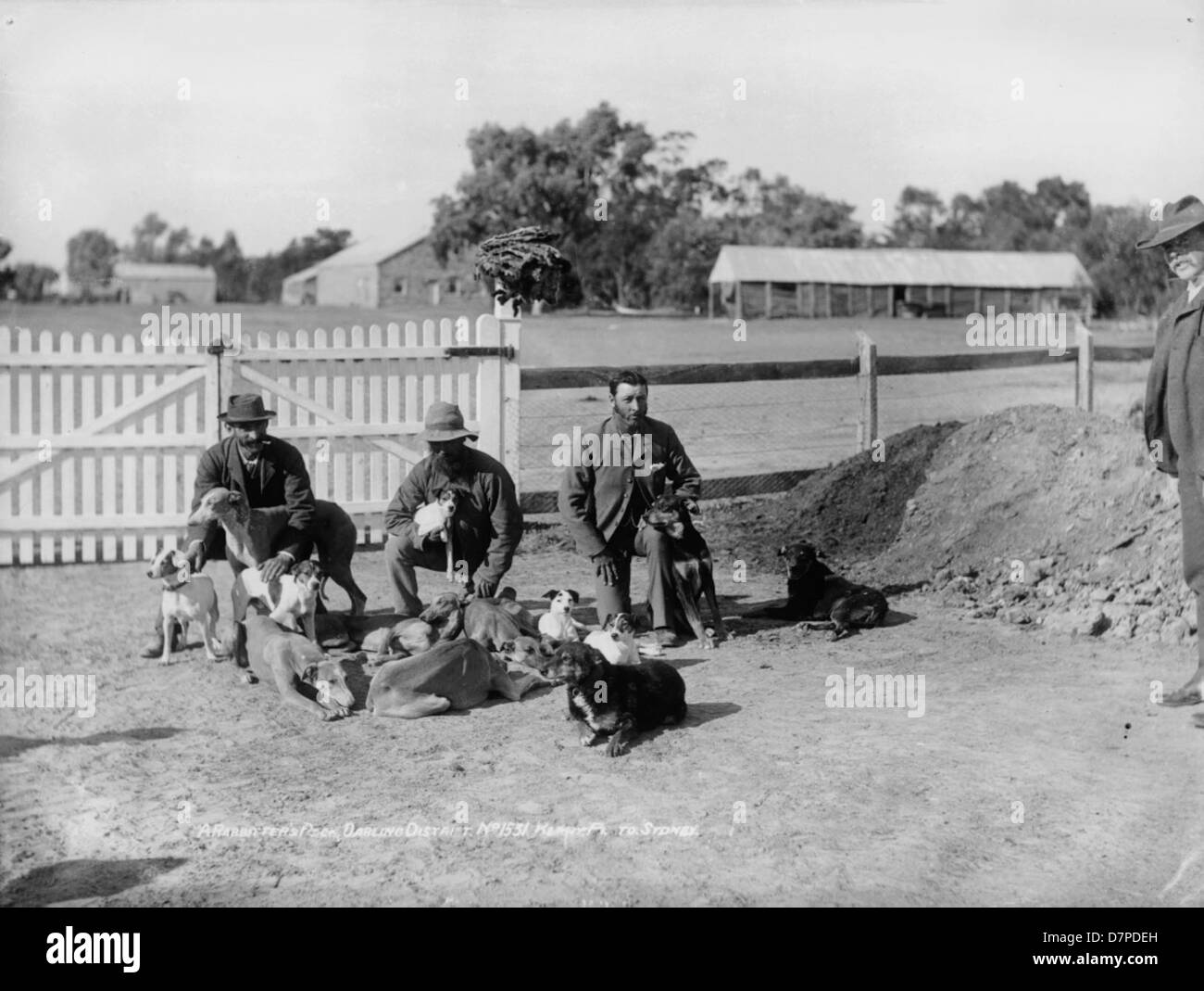 Photographie d'une meute de rabatteurs du Darling District, montrant des chiens de sighthound alignés près d'une clôture de piquetage, faisant partie du patrimoine rural et du mode de vie de la région. Banque D'Images Photographie d'une meute de rabatteurs du Darling District, montrant des chiens de sighthound alignés près d'une clôture de piquetage, faisant partie du patrimoine rural et du mode de vie de la région. Banque D'Images