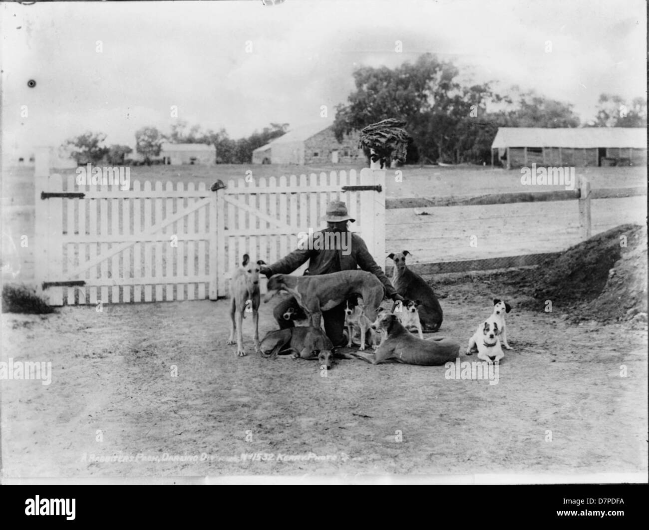Cette photographie en noir et blanc montre une meute de rabats dans le quartier de Darling. Il représente les chiens de travail, tels que les lévriers et les terriers, utilisés pour la lutte contre les parasites et la chasse dans les campagnes australiennes. Banque D'Images