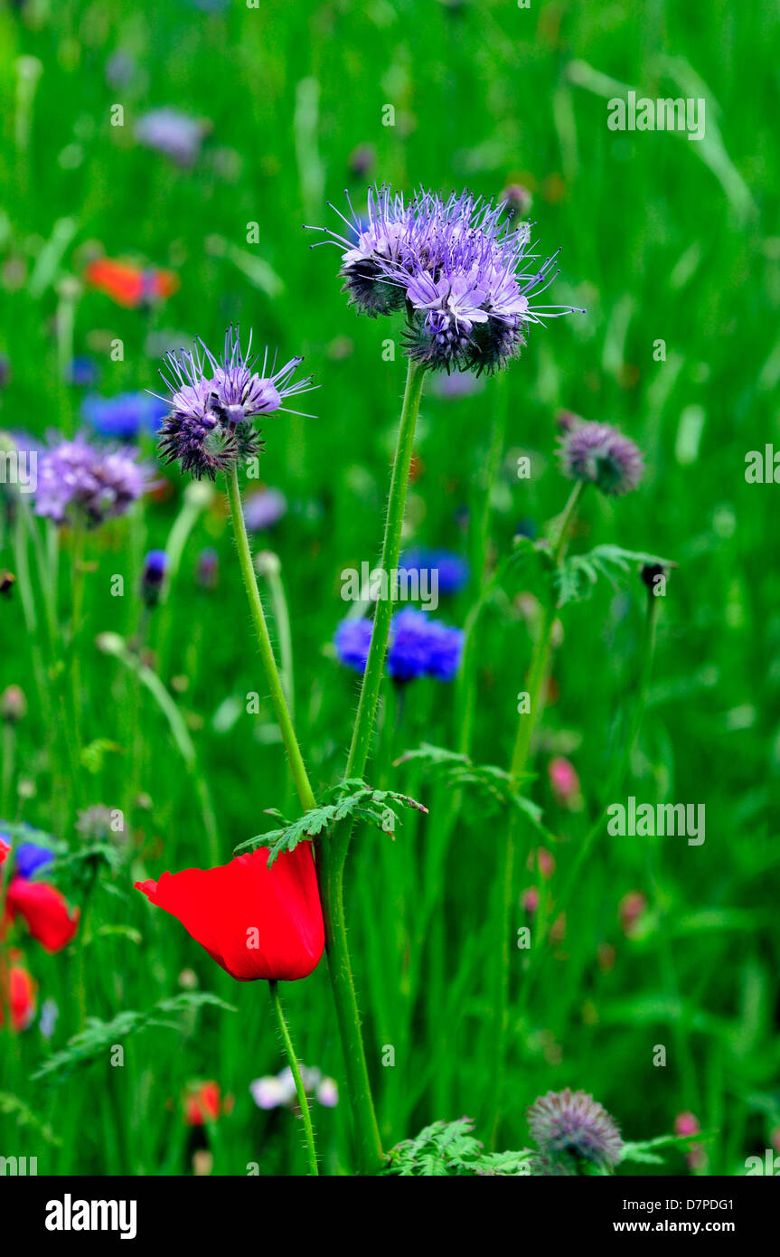 Domaine de fleurs sauvages ,choisi pour attirer les insectes. Banque D'Images