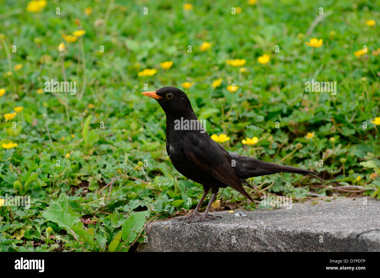 Blackbird (Turdus merula) mâles, Amsel, Schwarzdrossel (Turdus merula) Maennchen Banque D'Images
