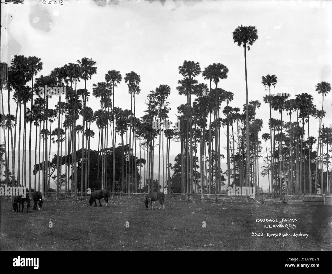 Une représentation de Cabbage Palms dans la région d'Illawarra, mettant en valeur les palmiers emblématiques originaires de la région. Ces arbres sont connus pour leur aspect distinctif et sont une caractéristique importante du paysage local. Banque D'Images