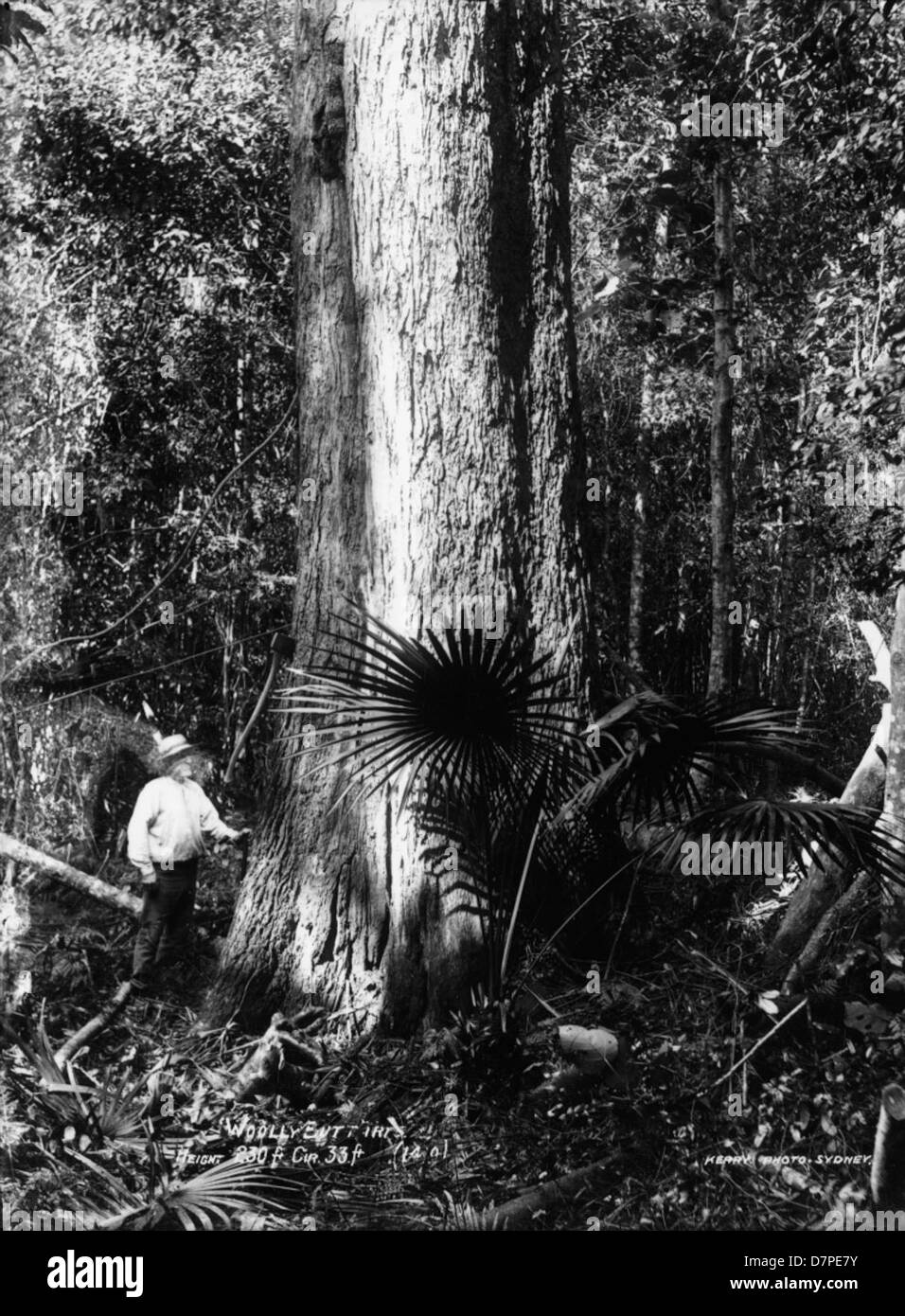 Ce grand arbre, exposé au Powerhouse Museum, est un spécimen botanique connu sous le nom de Woolly Buttarte. Il représente un aspect important des études botaniques et de l'histoire naturelle. Banque D'Images