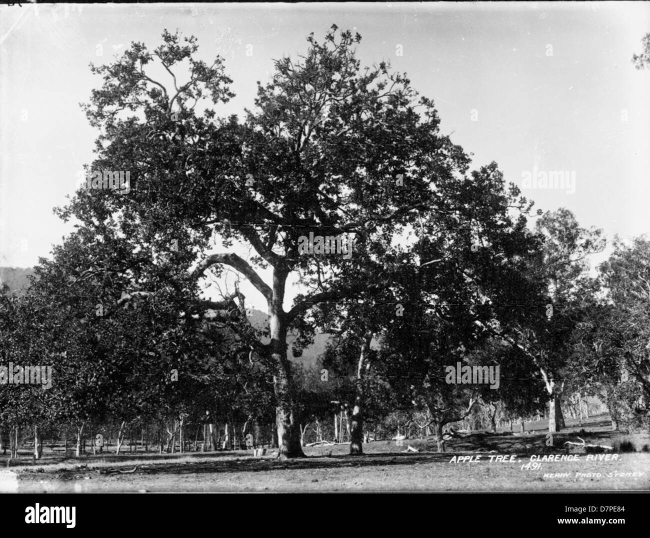 Apple Tree, Clarence River Banque D'Images