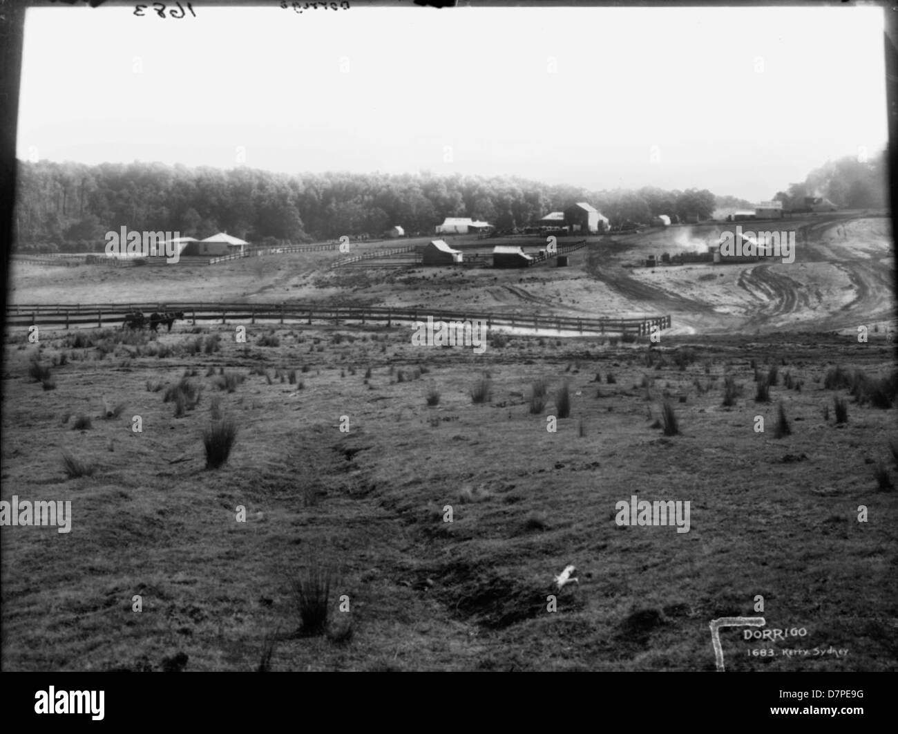 Cette image historique montre le défrichement de terres agricoles à Dorrigo, en Nouvelle-Galles du Sud. La scène capture le paysage rural et l'activité agricole dans la région, reflétant l'histoire agricole de la région. Banque D'Images Cette image historique montre le défrichement de terres agricoles à Dorrigo, en Nouvelle-Galles du Sud. La scène capture le paysage rural et l'activité agricole dans la région, reflétant l'histoire agricole de la région. Banque D'Images