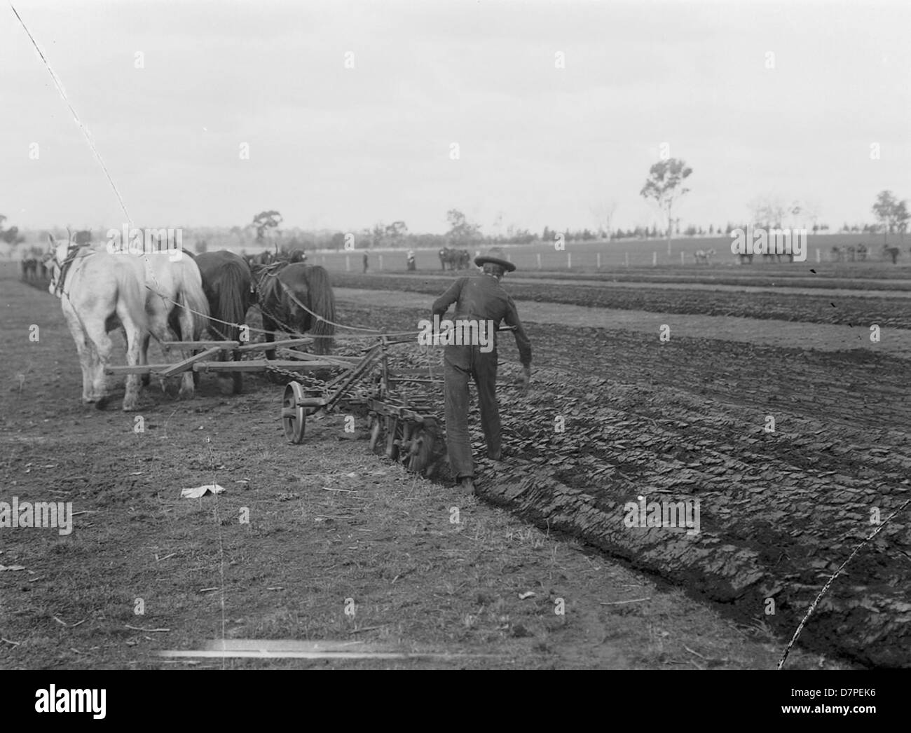 Cette photographie historique en noir et blanc du Powerhouse Museum montre un charrue utilisant une charrue à versoir, démontrant les techniques agricoles traditionnelles dans l'Australie rurale. Les chevaux sont utilisés comme animaux de trait pour aider à labourer les champs. Banque D'Images Cette photographie historique en noir et blanc du Powerhouse Museum montre un charrue utilisant une charrue à versoir, démontrant les techniques agricoles traditionnelles dans l'Australie rurale. Les chevaux sont utilisés comme animaux de trait pour aider à labourer les champs. Banque D'Images
