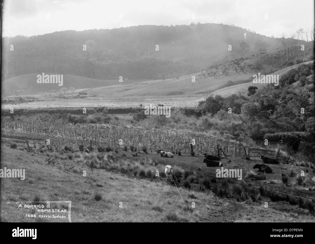 Cette photographie en noir et blanc du Powerhouse Museum capture une propriété de Dorrigo, en Australie, mettant en valeur un paysage rural avec du bétail. L'image reflète la vie agricole dans l'Australie du XIXe siècle. Banque D'Images