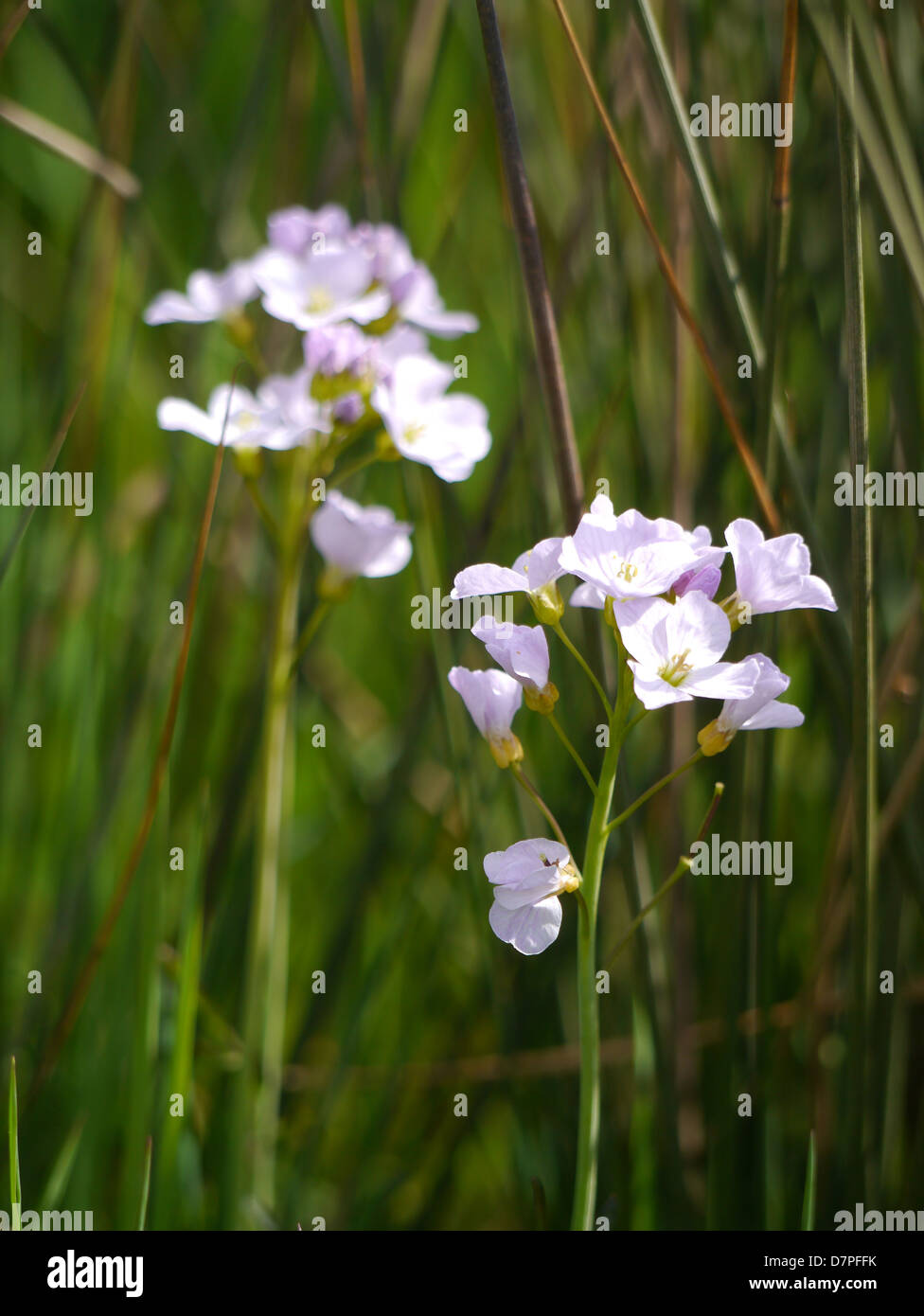 Lady's smock, cardamine pratensis croissant dans un pré par la Thames, Oxfordshire, Royaume-Uni Banque D'Images