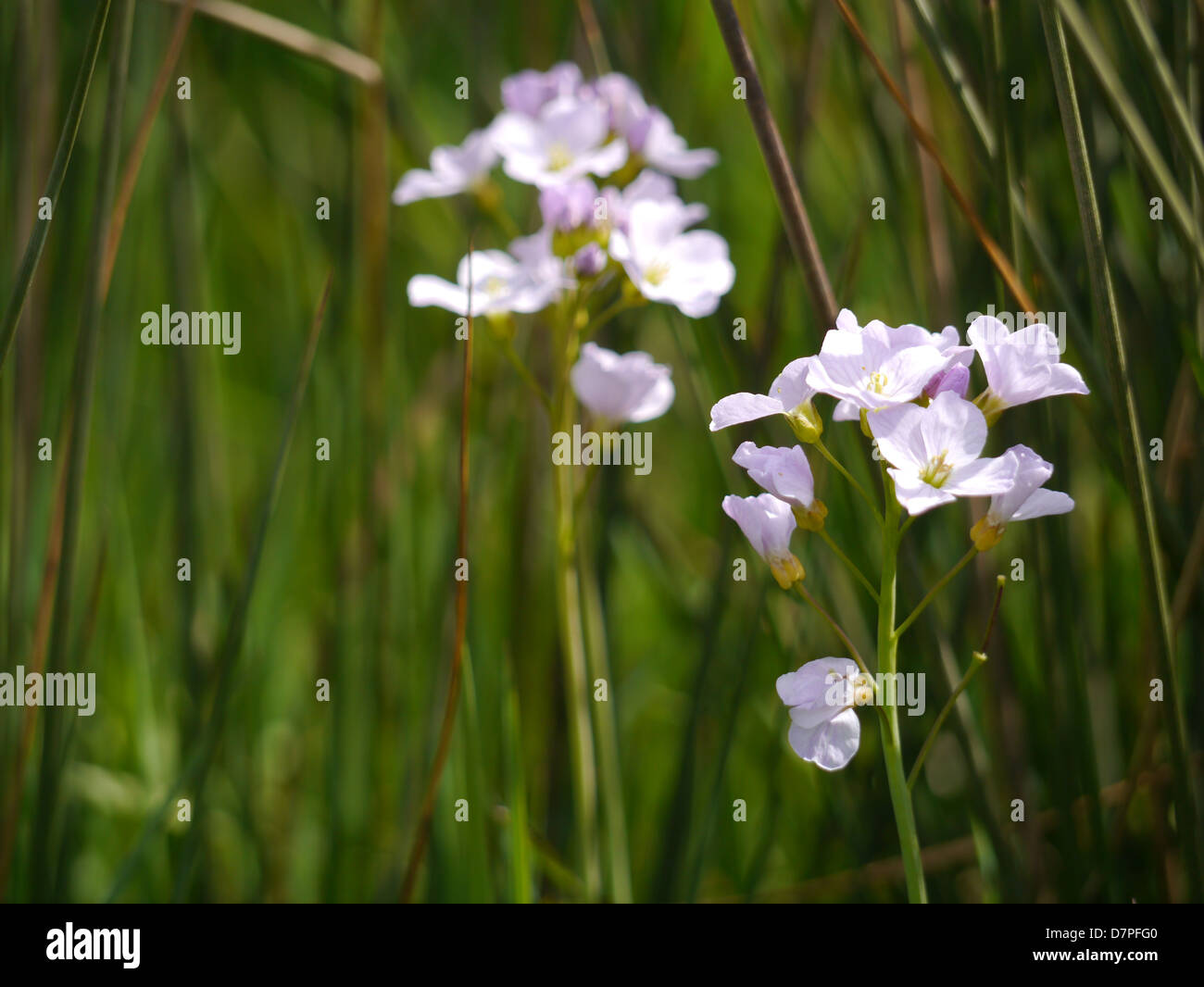 Lady's smock, cardamine pratensis croissant dans un pré par la Thames, Oxfordshire, Royaume-Uni Banque D'Images