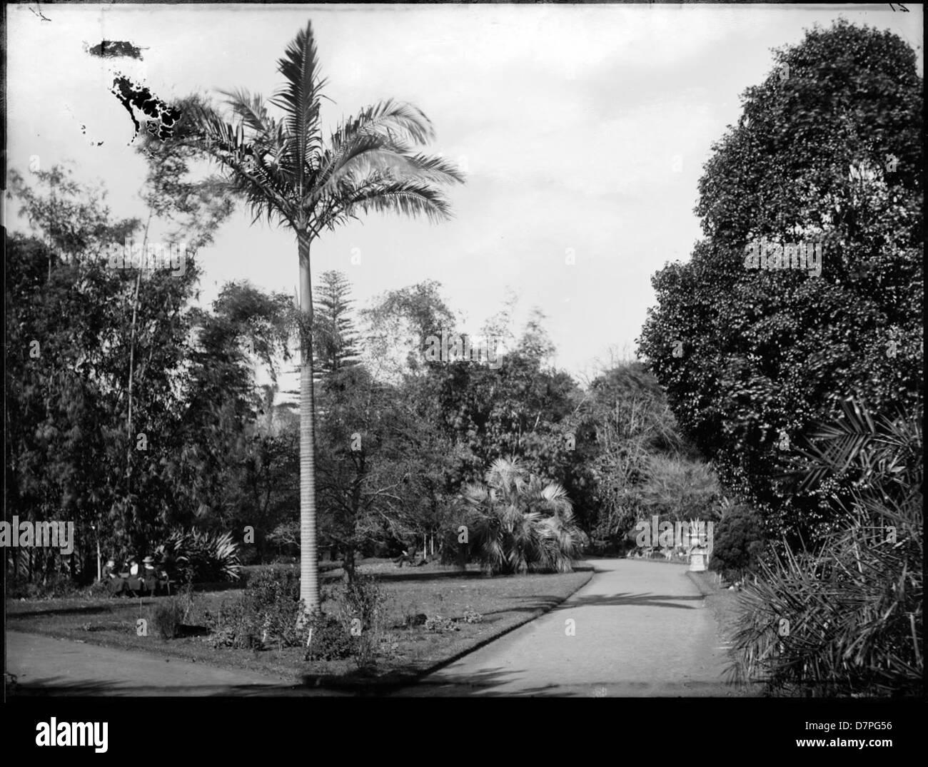 Un homme lit sur un banc dans un jardin botanique, entouré d’un cadre botanique, dans une photographie d’Arthur Phillips au Powerhouse Museum. Banque D'Images