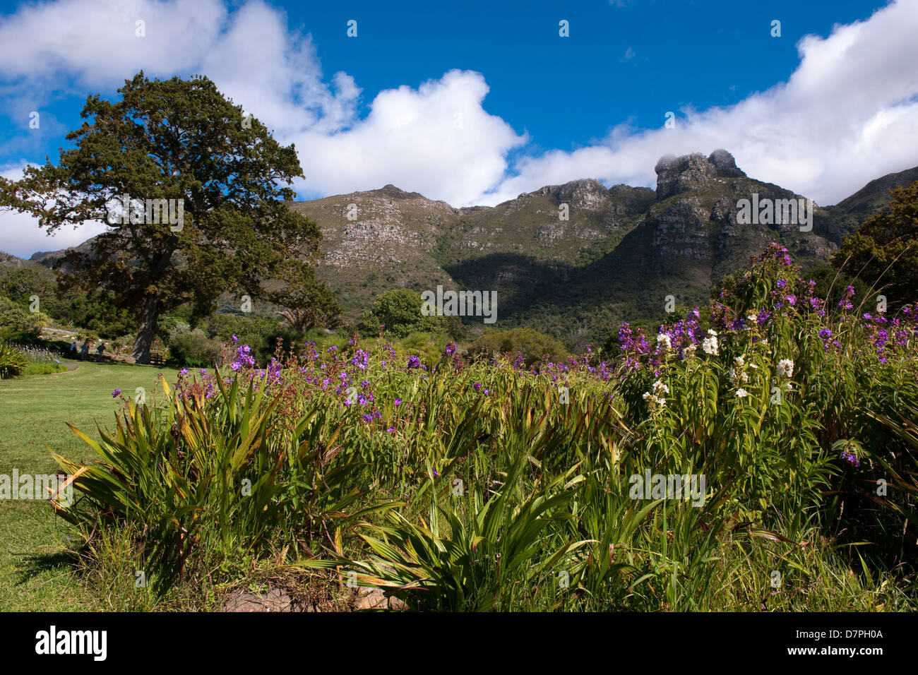 Kirstenbosch National Botanical Garden sur le footslopes de Table Mountain, Cape Town, Afrique du Sud Banque D'Images