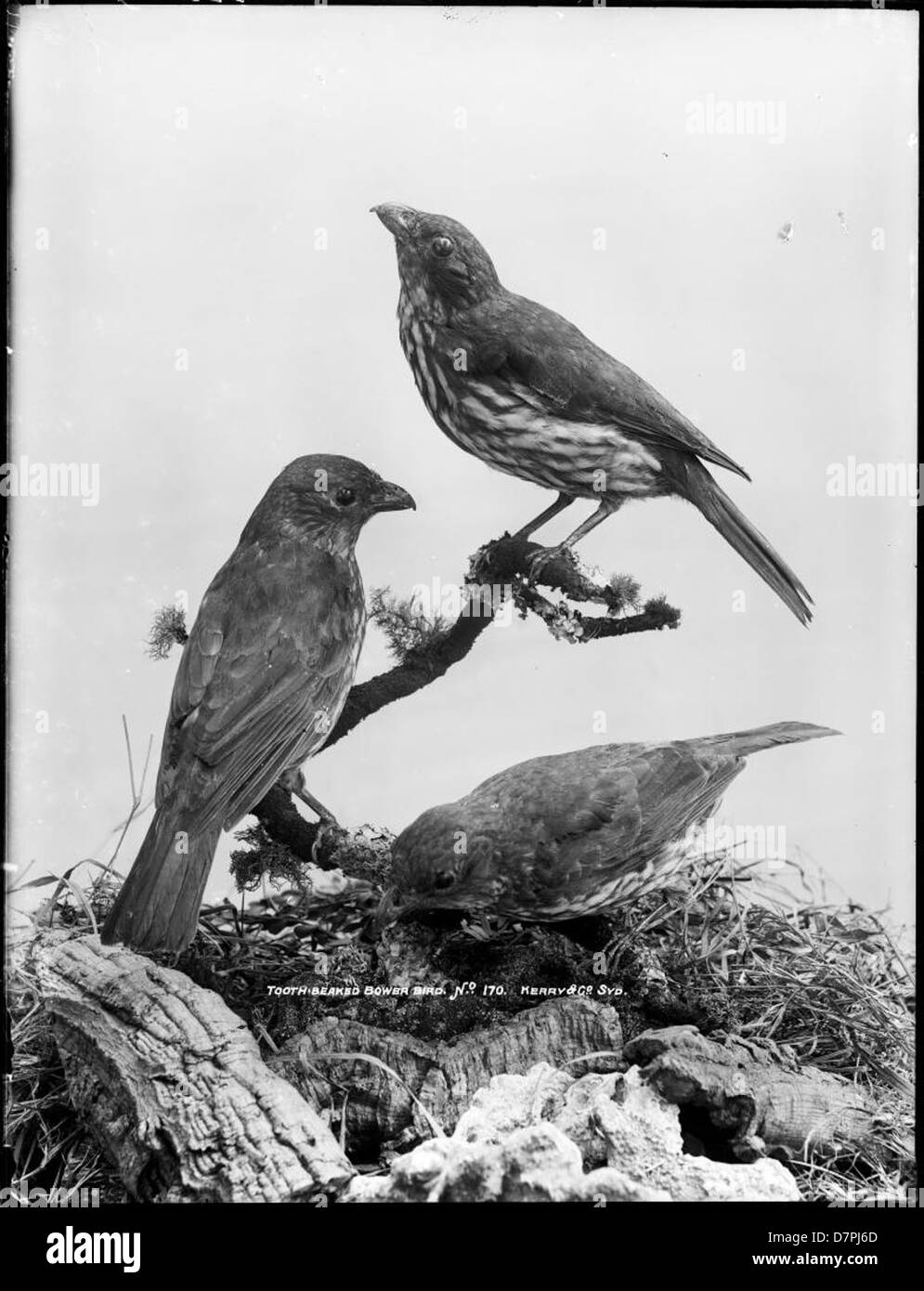 Le Powerhouse Museum abrite une collection de spécimens de diverses espèces, y compris le Bowerbird à bec de dent. Cet oiseau est connu pour son comportement de nidification unique et les structures élaborées qu'il crée pour attirer les compagnons. Banque D'Images
